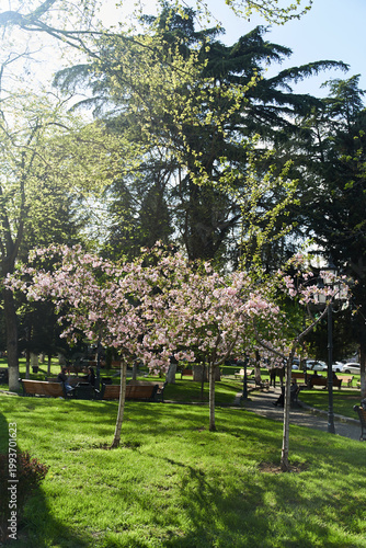 Flowering trees of sakura in a park in Tbilisi, Georgia. High quality photo