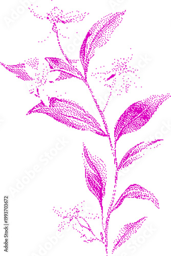 Canvas Print Delicate pink floral stem with small blossoms against white background in pointi