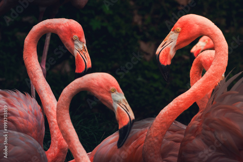 Gran colonia de flamencos rosa en un santuario natural de aves