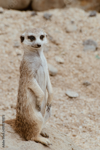 Suricata activa buscando alimento en el suelo del desierto