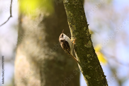 the Eurasian treecreeper (Certhia familiaris)