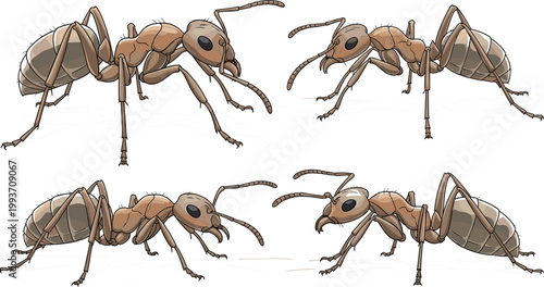 Realistic Brown Ant Vector Set Featuring Detailed Insect Anatomy, Mandibles, and Foraging Behavior for Biology and Pest Control DesignTitle:
Realistic Brown Ant Vector Set Featuring Detailed 