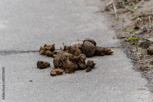 Horse manure on road in natural environment close up.
