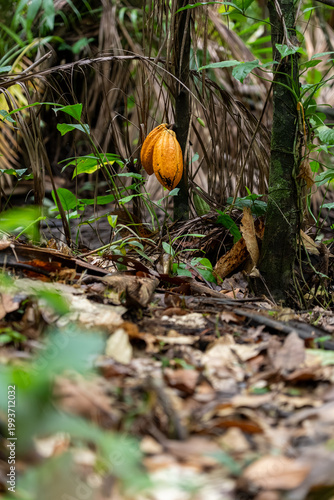 Sustainable Cacao Cultivation in the Amazon Floodplains