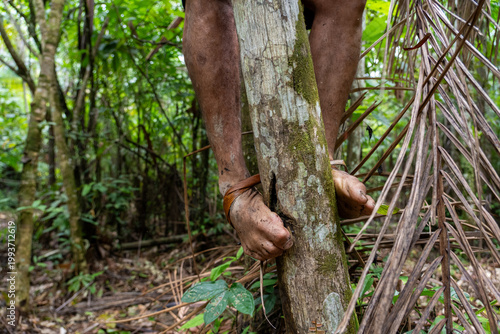Man climbing acai palm using peconha in the Amazon rainforest