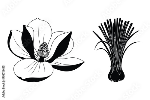 Black and white vector illustration of magnolia flower and lemongrass botanical