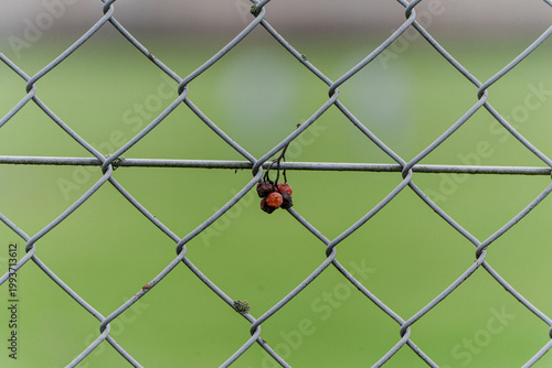 Ladybug sitting on metal fence with green natural background.