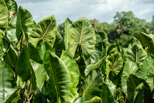 Aninga plants (Montrichardia linifera) along Amazon riverbank