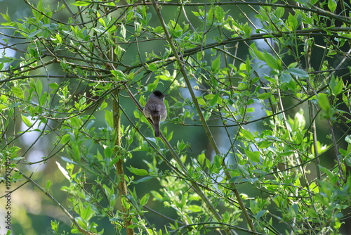 the male Eurasian blackcap (Sylvia atricapilla)