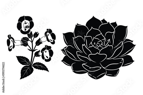 Black and white vector illustration of bellflowers on stem and rosette succulent
