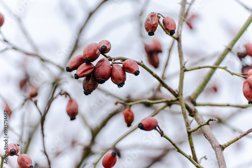 Rose hip berries on branches in natural environment close up.