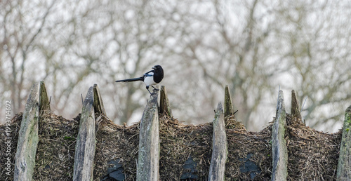 Bird sitting on hay roof in natural environment.