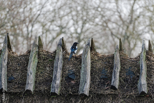 Bird sitting on hay roof in natural environment.
