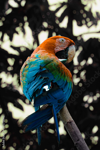 ave guacamaya colorida