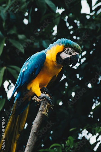 guacamaya azul y amarillo