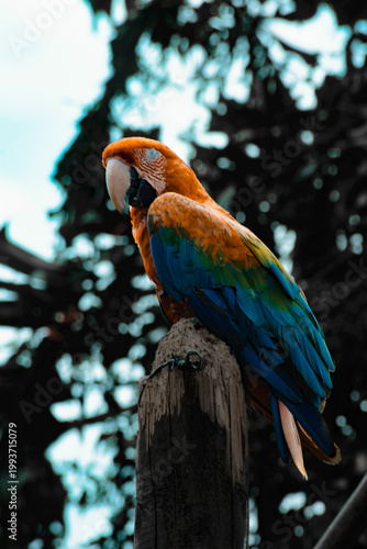 Papagayo guacamayo de plumaje vibrante en el corazón de la selva tropical.