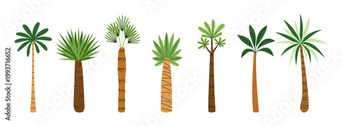 Set of tropical palm trees in flat style. Exotic palm tree collection for summer beach, island and jungle landscape design