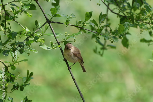 the common chiffchaff (Phylloscopus collybita)