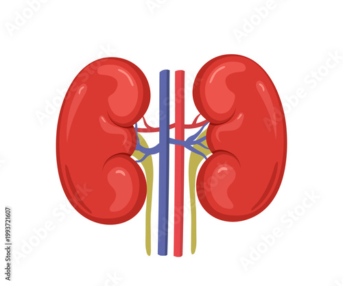Kidney icon. Internal organ anatomy and health concept. Vector illustration. Flat design for science or biology study.