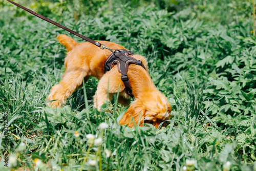 A small dog explores the greenery by sniffing the ground while on a leash. The scene captures a moment of curiosity in a bright outdoor setting