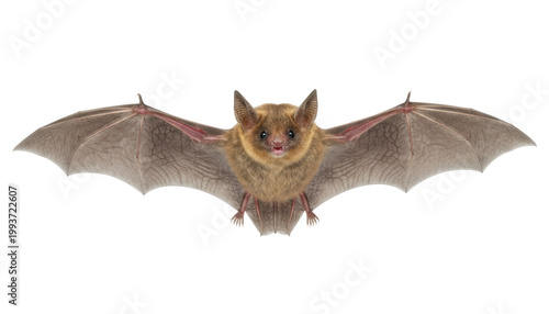 Bat in Flight: A detailed and striking image showcasing a bat in full flight against a clean backdrop, capturing its intricate wing structure and unique features.