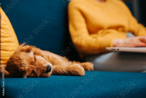 A golden retriever puppy is napping on a blue couch while a person sits nearby working on a laptop. The setting is warm and inviting, showing a relaxed atmosphere in a cozy home