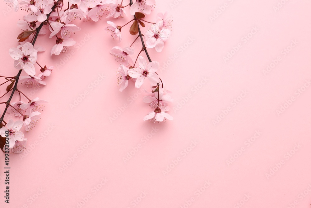 Obraz premium Beautiful cherry plum tree blossoms on pink background, flat lay. Space for text