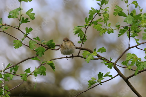the Iberian chiffchaff (Phylloscopus ibericus) a rare visitor to the UK