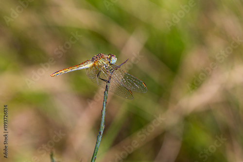 Dragonfly perched on grass stem macro with blurred background