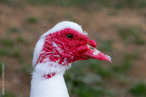 Close-up portrait of Muscovy duck with red facial caruncle