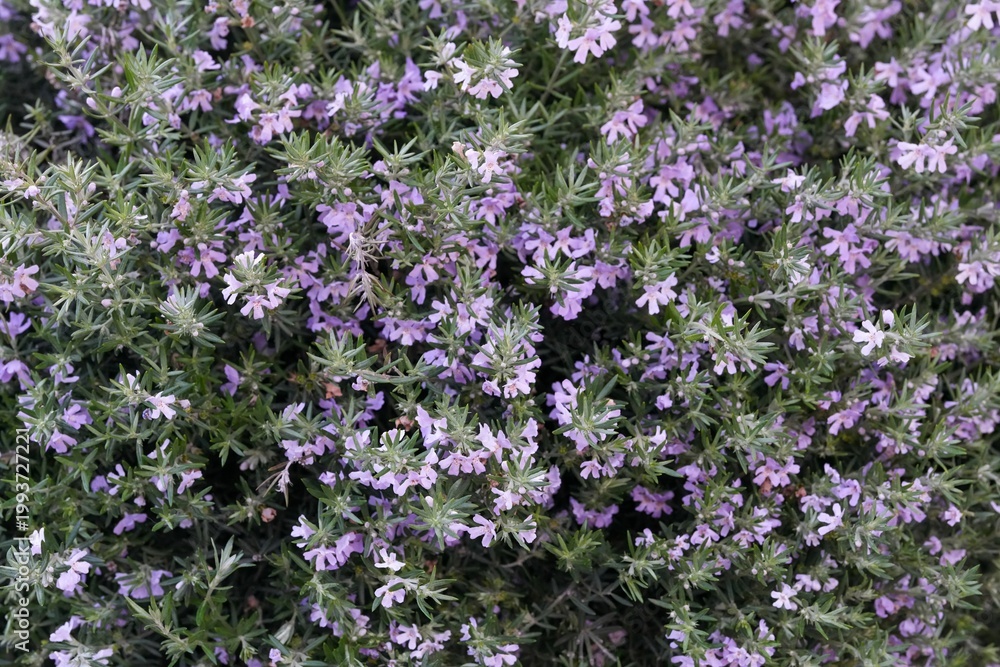 Obraz premium Closeup on the light purple flowers of the Australian coastal rosemary, Westringia fruticosa