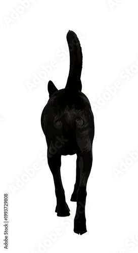 Silhouette of a dog walking away from the camera Isolated on transparent background