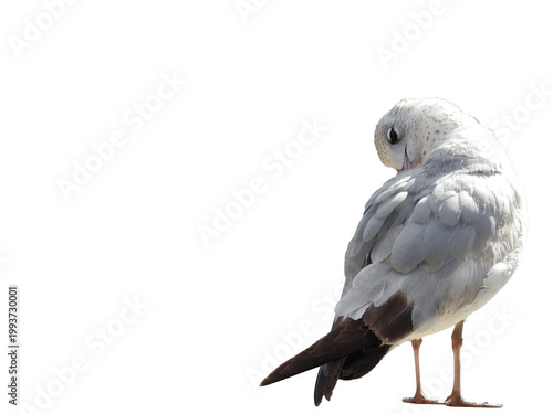 Fotografie a seagull pruning its self isolated on transparent background