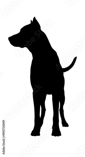 Black silhouette of a standing pit bull dog Isolated on transparent background