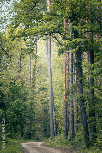 The forest landscape of Montiggl in Eppan in South Tyrol.