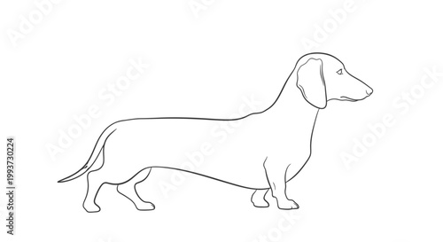Simple black and white line art drawing of a dachshund dog Isolated on transparent background