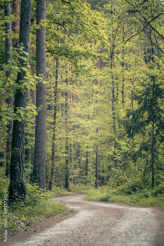 The forest landscape of Montiggl in Eppan in South Tyrol.