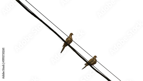 Cuadro en lienzo two doves sitting on the telephone lines isolated on transparent background