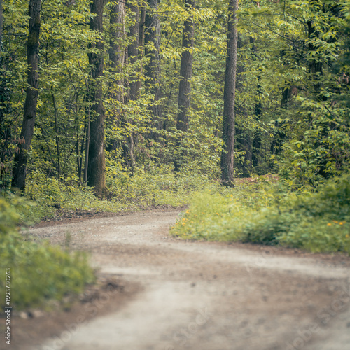The forest landscape of Montiggl in Eppan in South Tyrol.