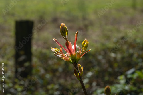 New Buds on a Spring Plant Against a Blurred Green Background in Sunlight