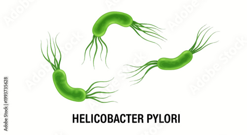 Helicobacter pylori bacteria, green microscopic illustration, H. pylori germs, spiral-shaped microorganisms