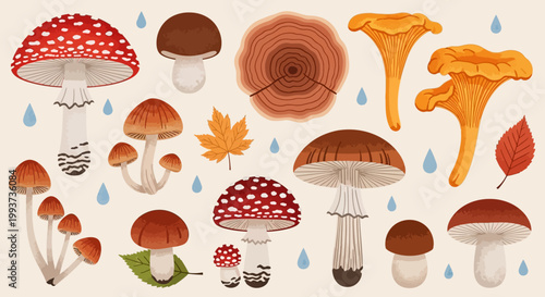 Autumn Mushrooms, Fall Fungi, Vector Icons, 16 Illustrations, Red, Brown, Orange