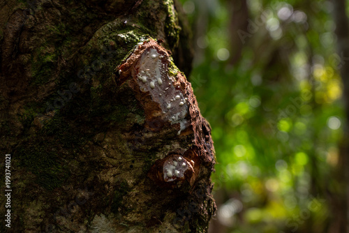 Latex sap flowing from rubber tree in the Amazon rainforest