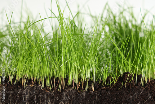 Soil with fresh green wheat...