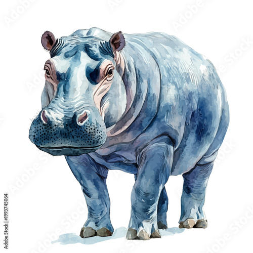 Bild auf Leinwand watercolor of Hippopotamus draw illustration, isolated on a white background