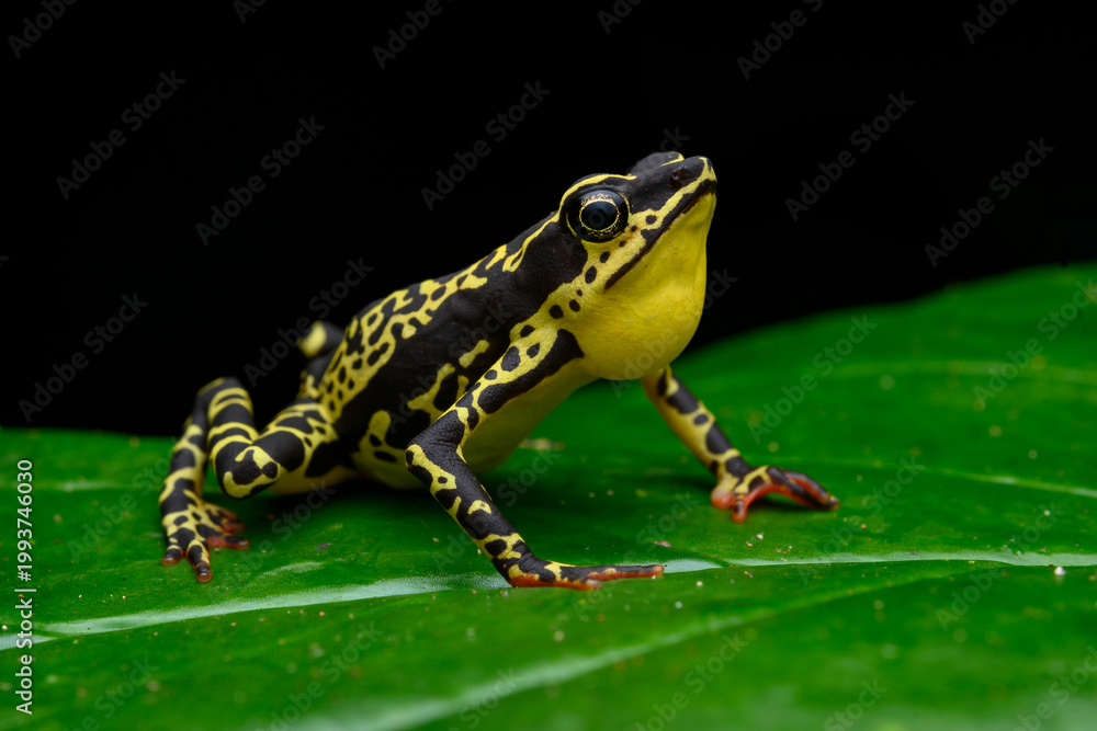 Fototapeta premium Fauna