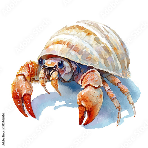 Tableau sur toile watercolor of Hermit Crab draw illustration, isolated on a white background