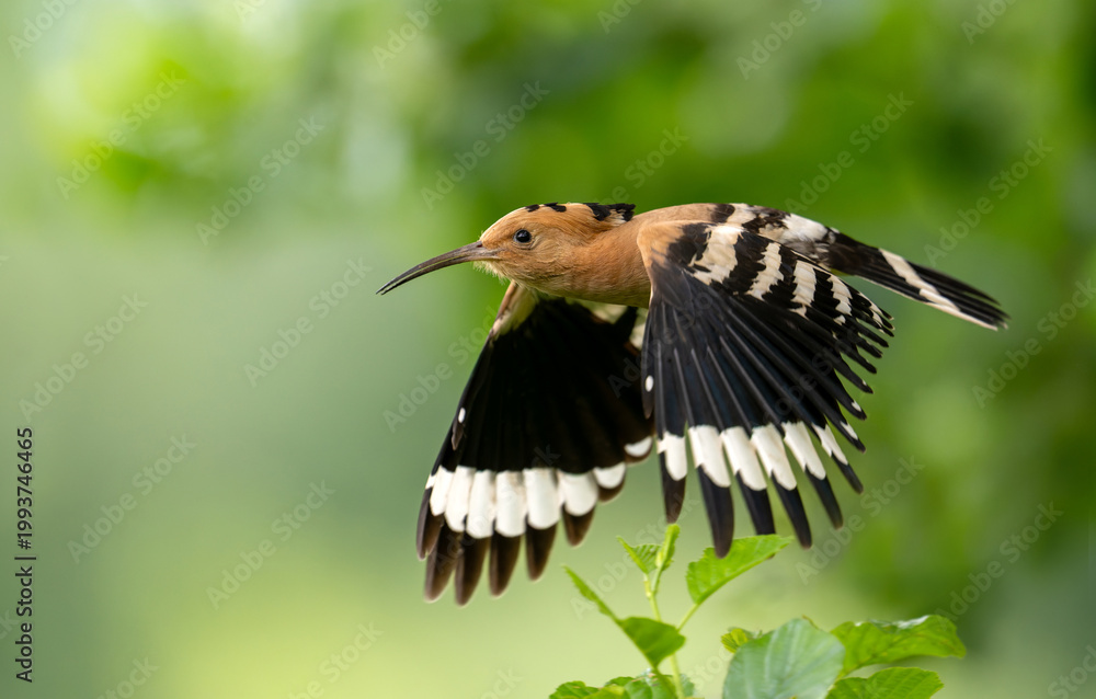 Fototapeta premium Eurasian hoopoe bird in early morning light ( Upupa epops )