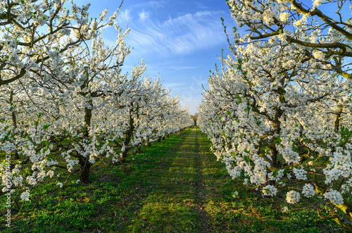 Spring landscape - blossoming trees in orchard