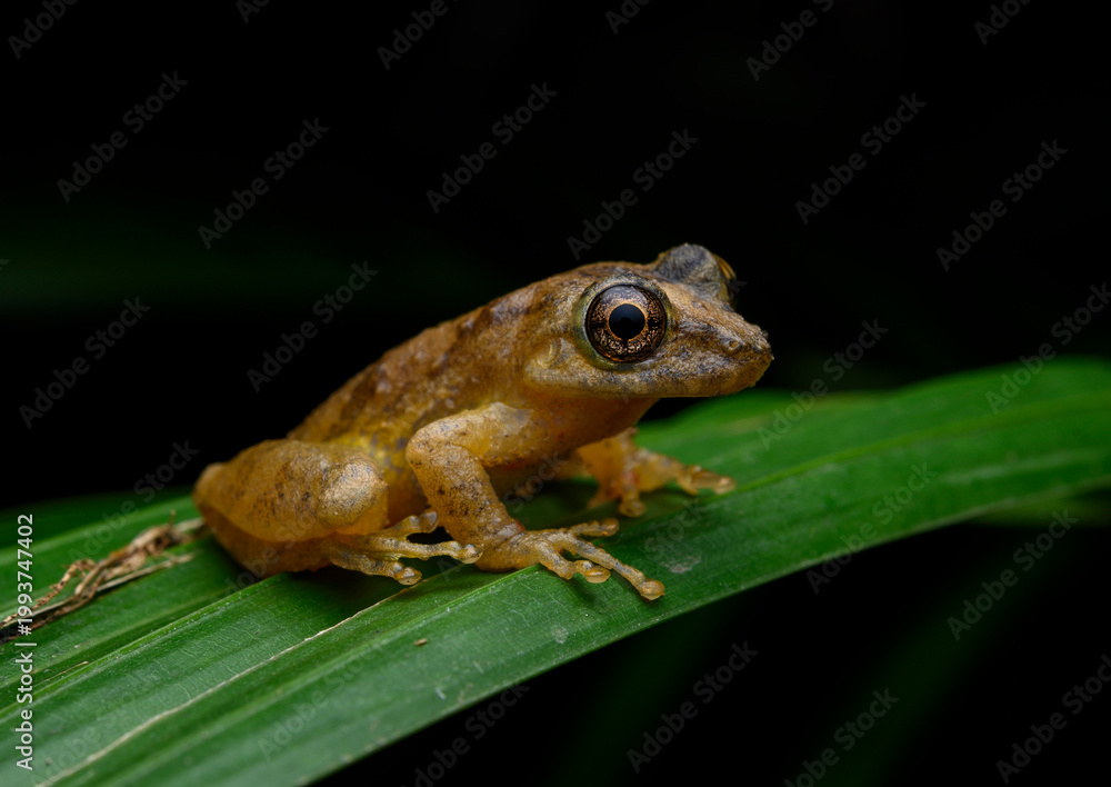 Obraz premium Fauna